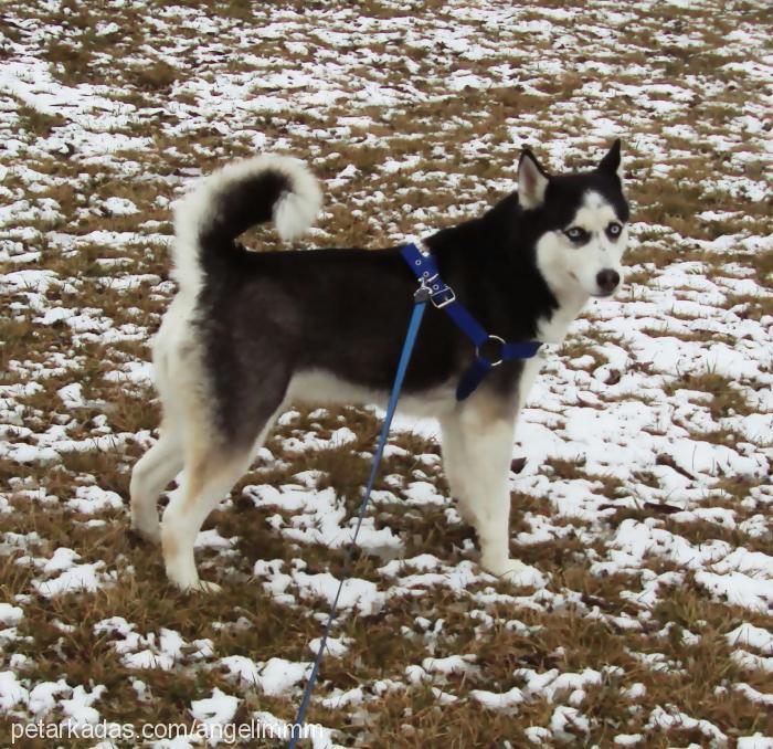 angel Dişi Sibirya Kurdu (Husky)