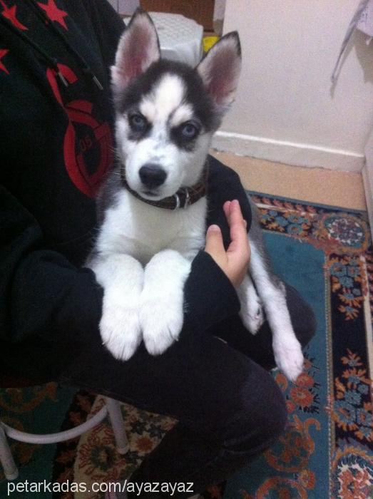 ayaz Erkek Sibirya Kurdu (Husky)