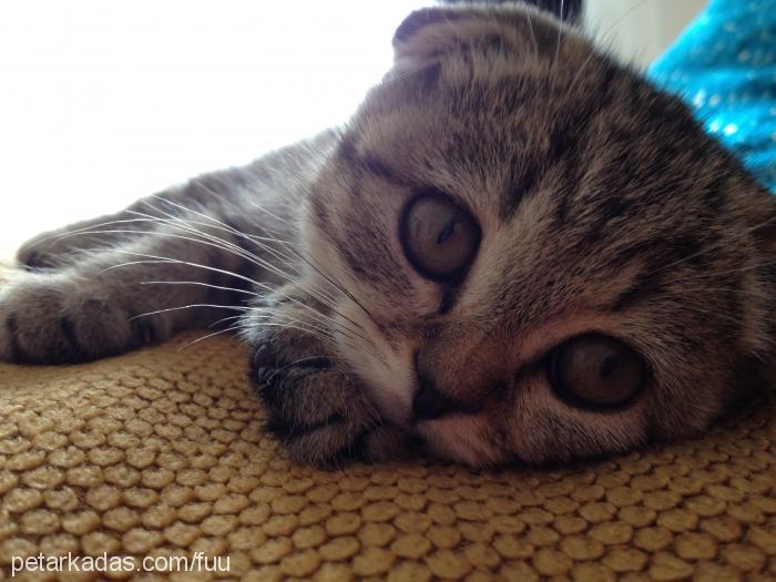 lokum Dişi Scottish Fold