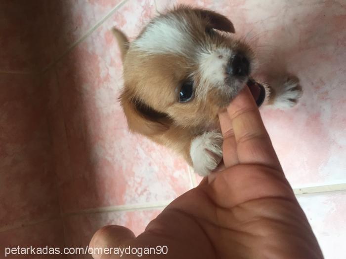 fındık Dişi Norfolk Terrier