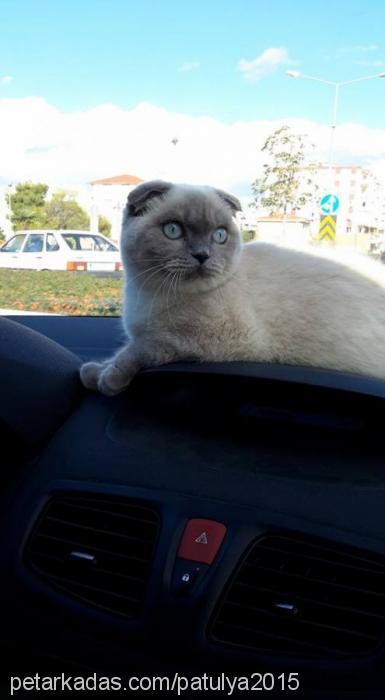 ıce Dişi Scottish Fold