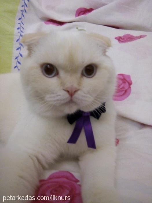 pamuk Erkek Scottish Fold