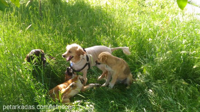 lethe Dişi Golden Retriever