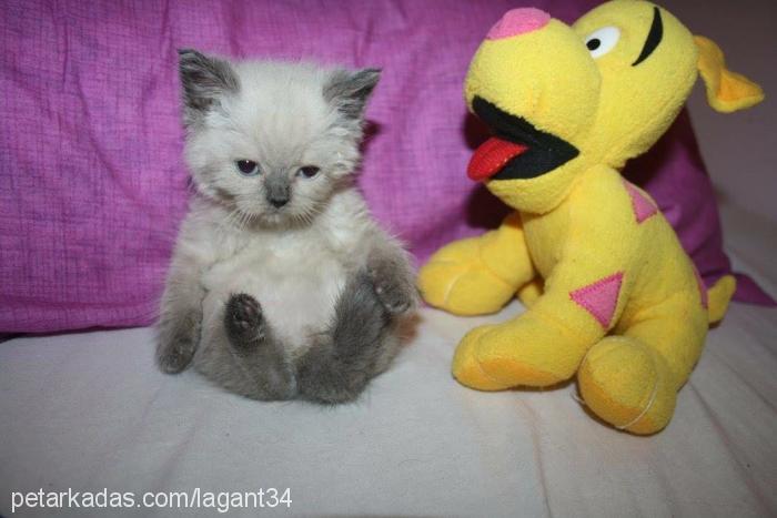 duman Dişi Scottish Fold