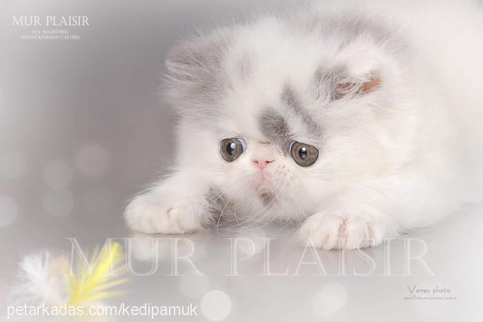 maksim Dişi Exotic Shorthair