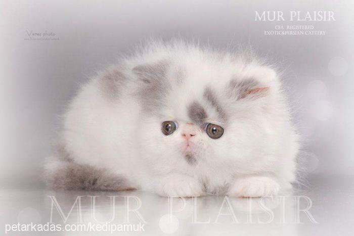 maksim Dişi Exotic Shorthair