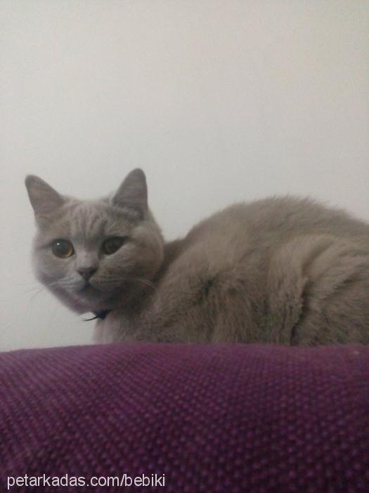 alisa Dişi British Shorthair