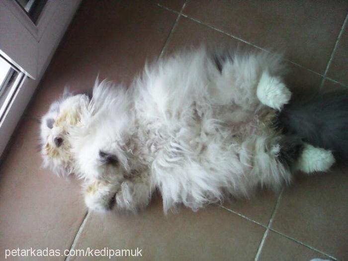 maksim Dişi Exotic Shorthair