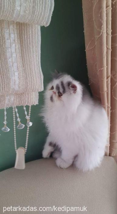 maksim Dişi Exotic Shorthair