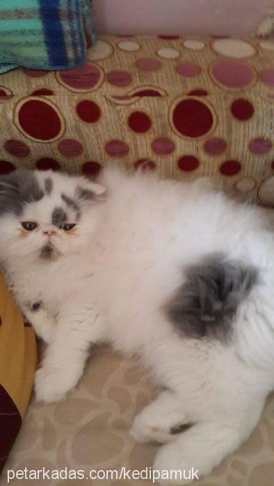 maksim Dişi Exotic Shorthair