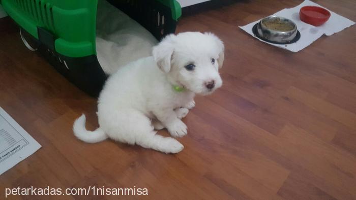 mişa Dişi West Highland White Terrier