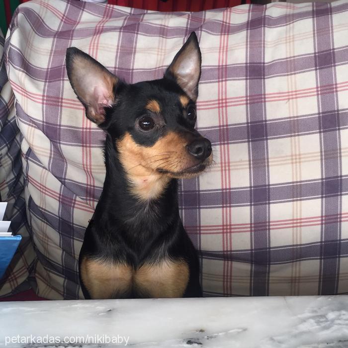 ares Erkek Minyatür Pinscher