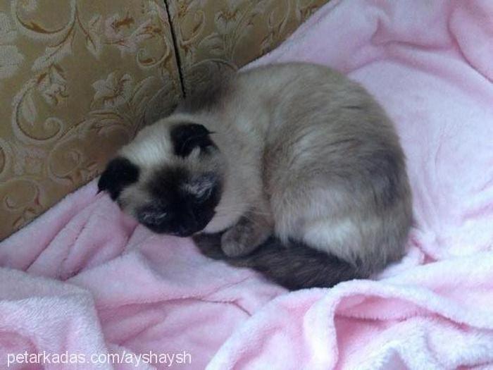 pega Dişi Scottish Fold