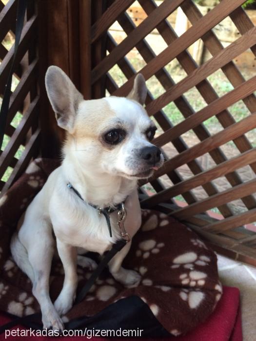 Şivi Erkek Chihuahua