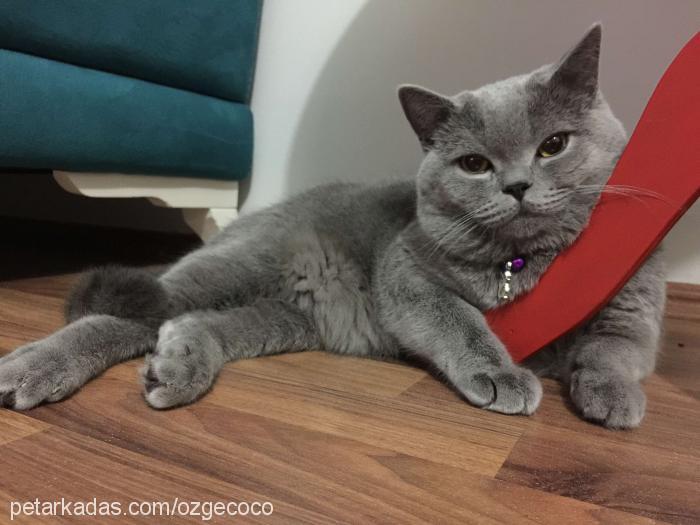 coco Erkek British Shorthair