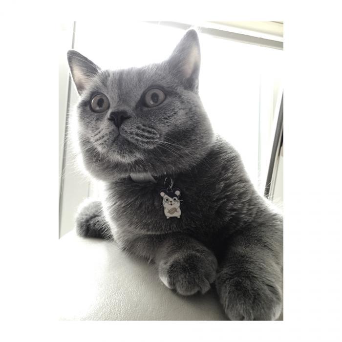 coco Erkek British Shorthair