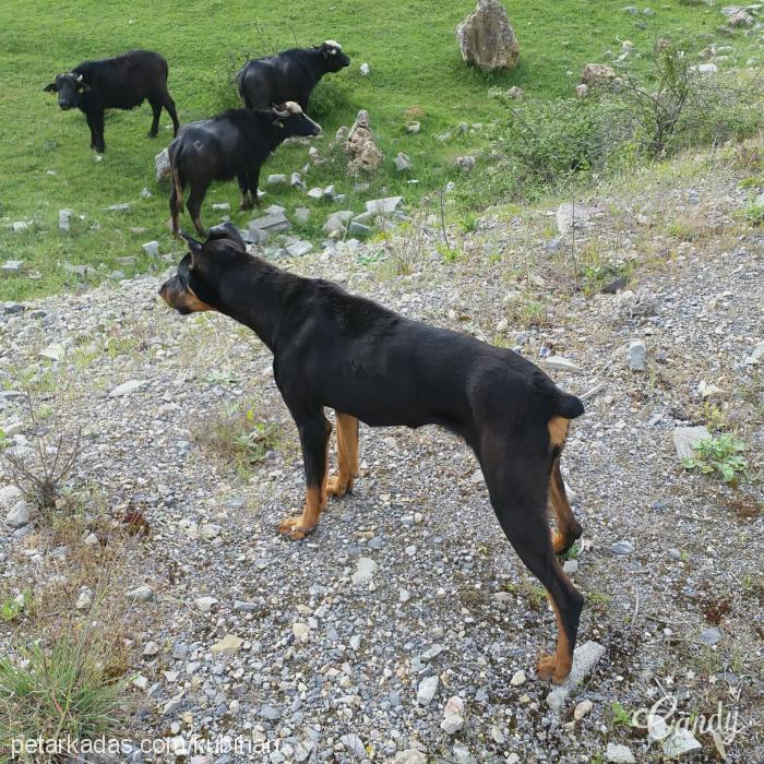 gece Dişi Doberman Pinscher