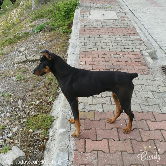 gece Dişi Doberman Pinscher