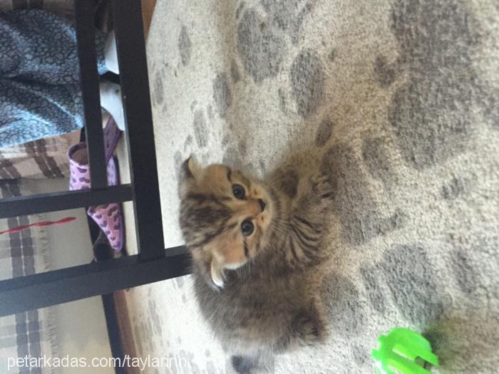 yenibebeklerimi Erkek Scottish Fold