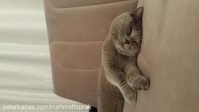 tom Erkek British Shorthair