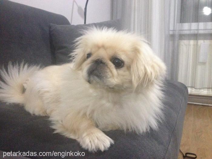 coco Dişi Pekingese