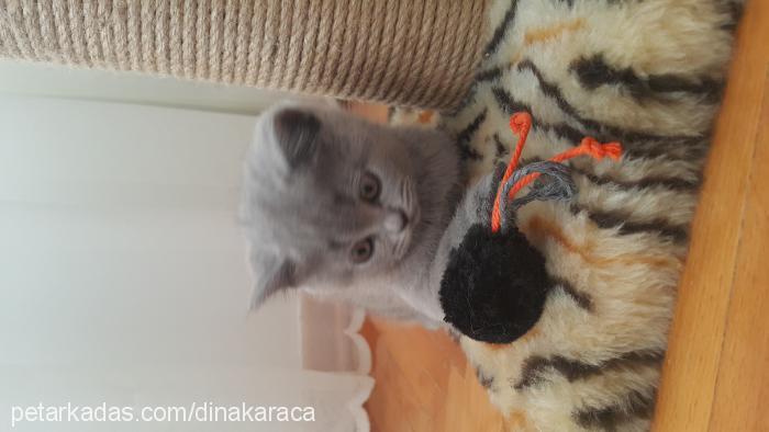 yumak Dişi British Shorthair