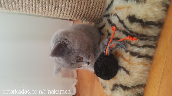 yumak Dişi British Shorthair