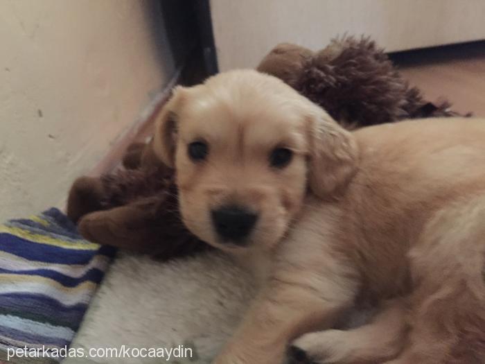 mocha Dişi Golden Retriever