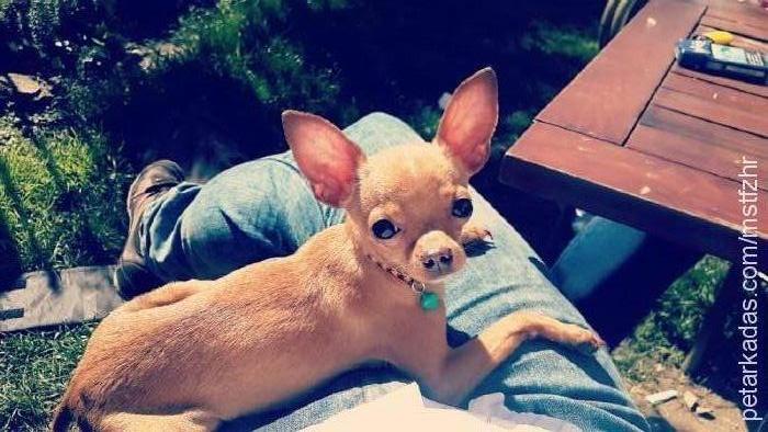 gofret Dişi Chihuahua
