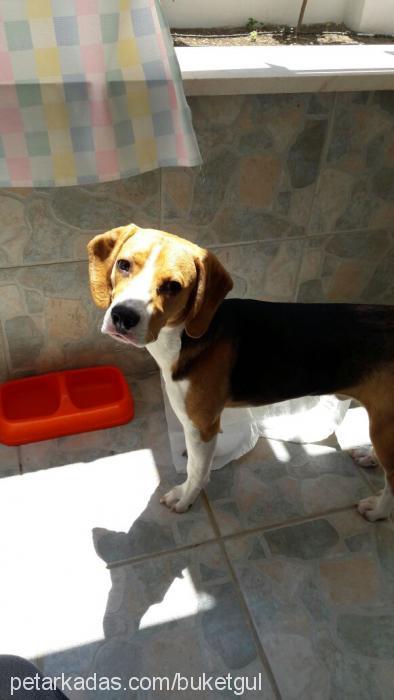 pixi Erkek Beagle