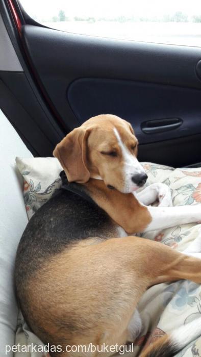 pixi Erkek Beagle
