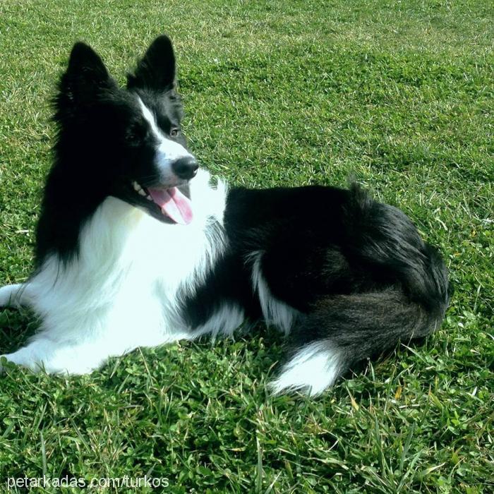 alex Erkek Border Collie