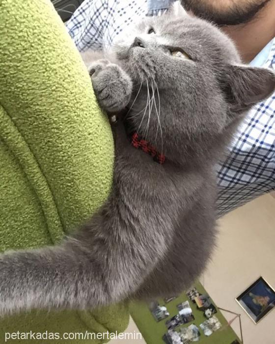 julien Dişi British Shorthair