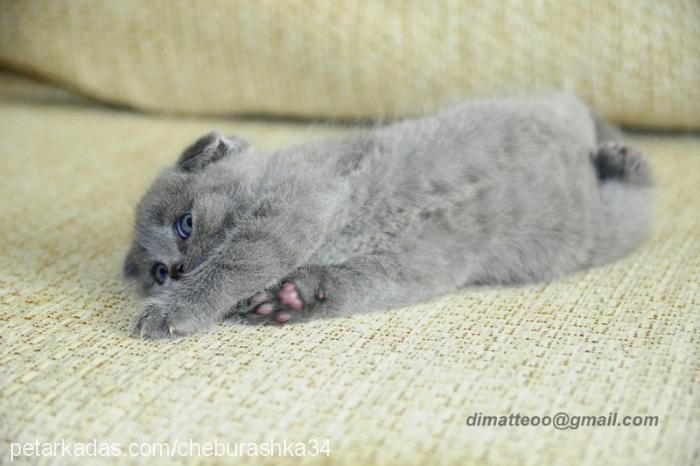 benek Erkek British Shorthair