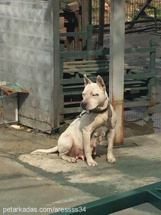 aresaliss Erkek Amerikan Pitbull Terrier