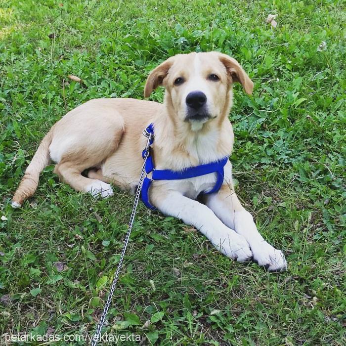 tekila Erkek Labrador Retriever