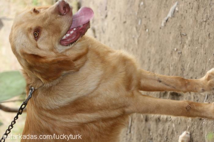 luis Erkek Golden Retriever