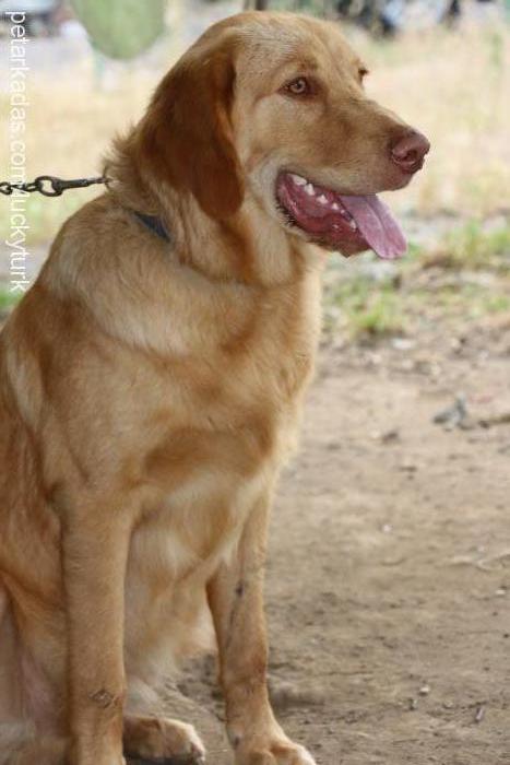 luis Erkek Golden Retriever