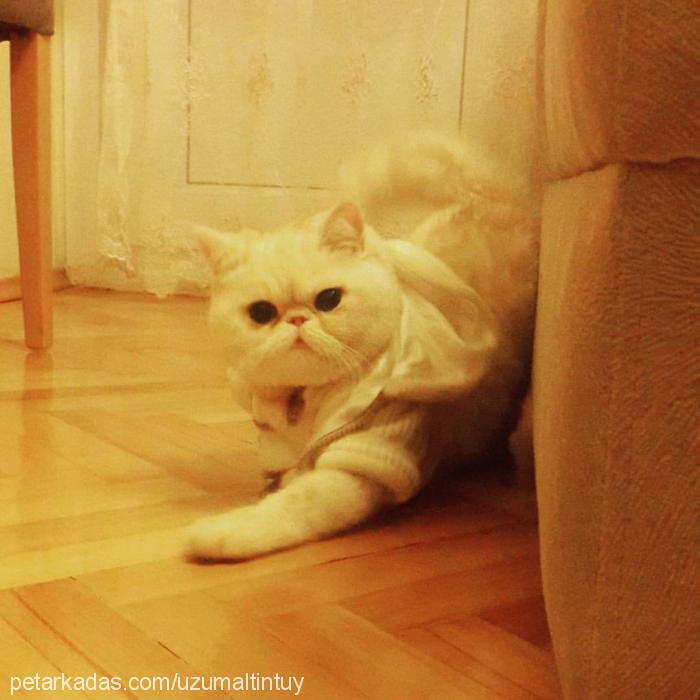 Üzüm Dişi Exotic Shorthair