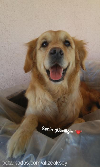 yaman Dişi Golden Retriever