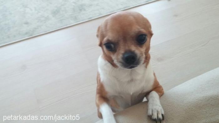 jack Erkek Chihuahua