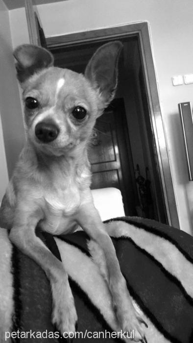 herkül Erkek Chihuahua