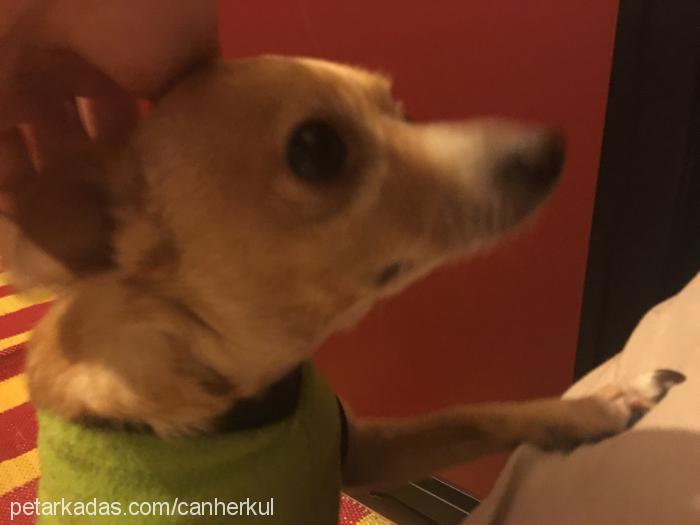 herkül Erkek Chihuahua