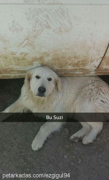 suzi Dişi Golden Retriever