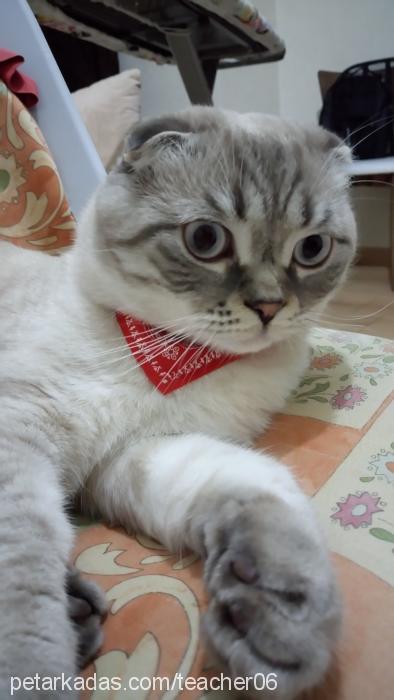 casper Erkek Scottish Fold