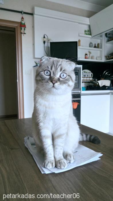 casper Erkek Scottish Fold