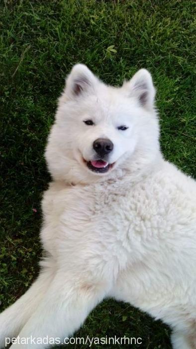 samoyed Erkek Samoyed