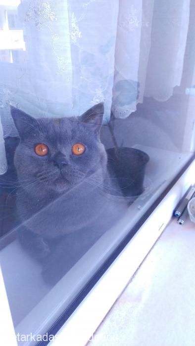 tontili Erkek British Shorthair