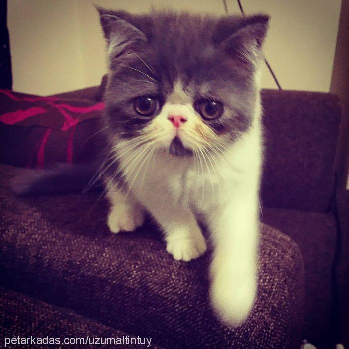 erik Erkek Exotic Shorthair