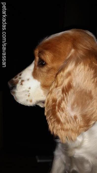 maggİe Dişi Welsh Springer Spaniel